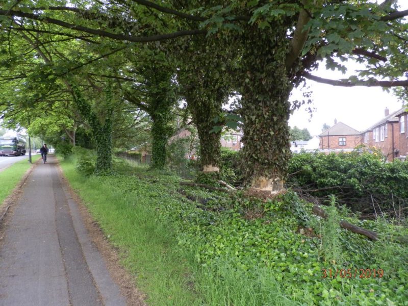 The two sycamore trees which have been deliberately vandalised near Lyon Grove